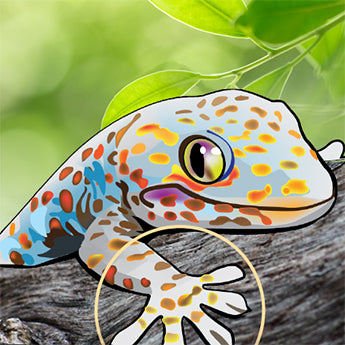 Biomimicry Gecko Lesson Plan
